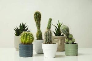 acogedora-casa-cultivo-pasatiempos-o-cactus-plantas-interior-stlascompany- ¿Dónde se deben colocar los cactus en la casa?