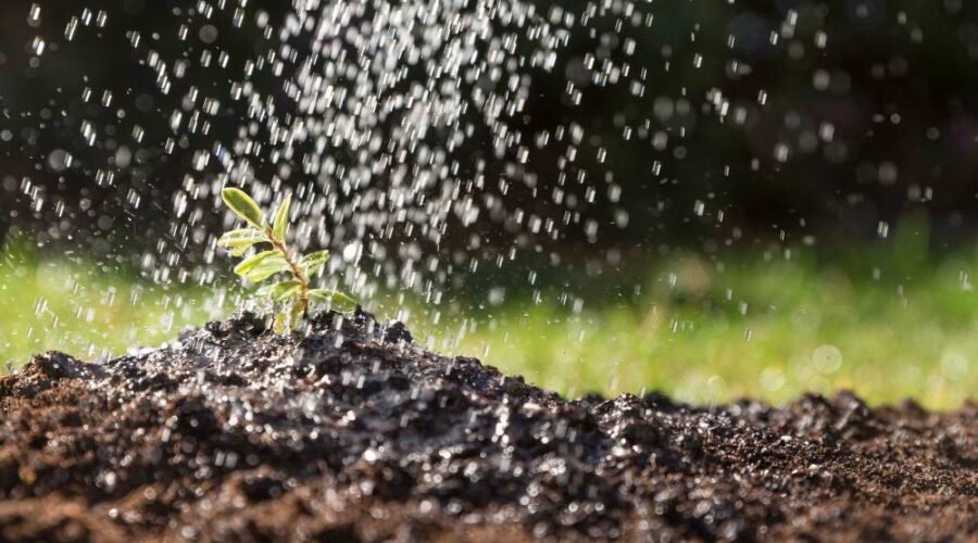 agua-cayendo-sobre-planta-freepik