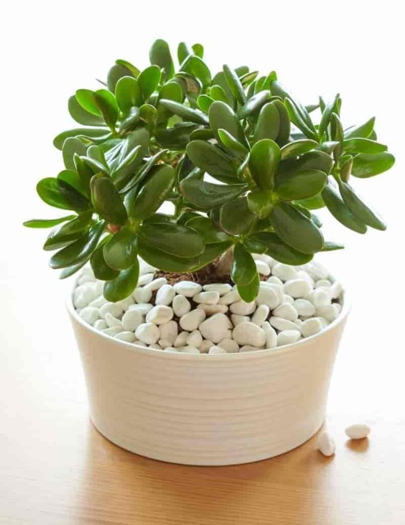 arroz para el árbol de jade