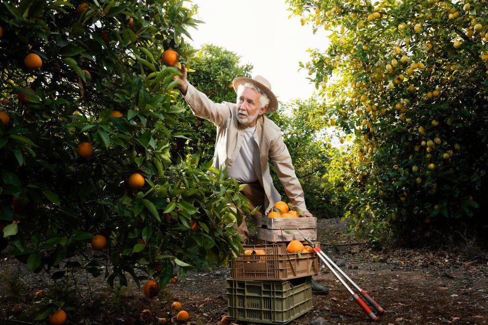 El Impacto Ambiental del cultivo de Frutas-hombre-senior-plantacion-naranjos-freepik
