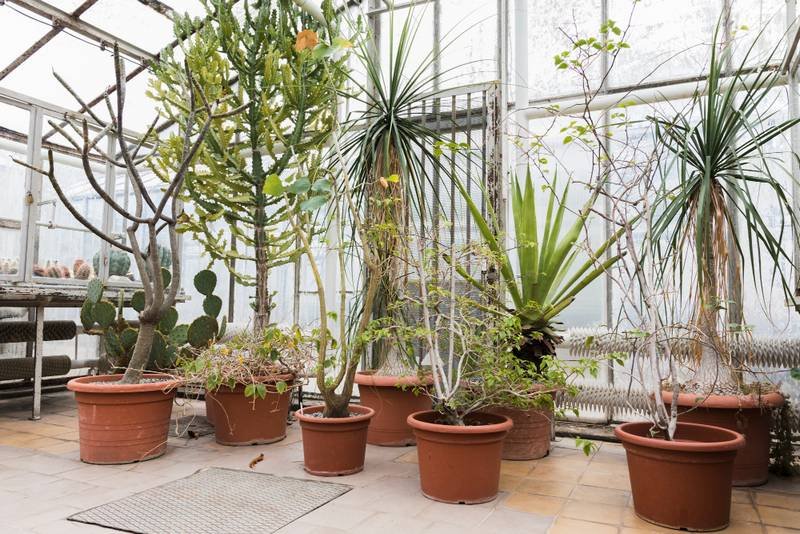 Maceteros Grandes-bodegon-vivero -freepik