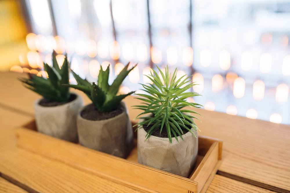 cactus-aloe-macetas-pequenas-teksomolika