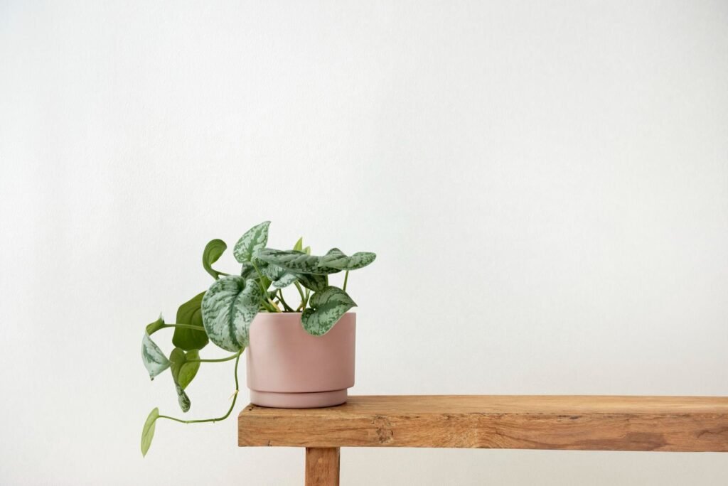 maceta minimalista-planta-potos-maceta-banco-rawpixelcom