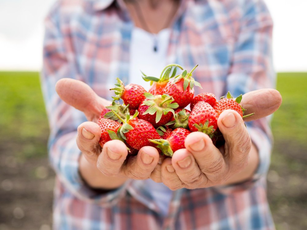 mujer-sosteniendo-monton-fresas-freepik