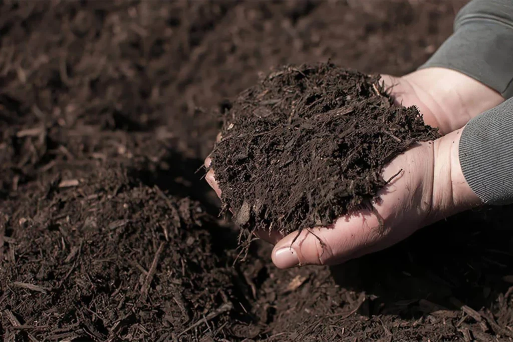 Manos sostienen una porción de mantillo orgánico oscuro, mostrando su textura fibrosa sobre una superficie de suelo cubierta con el mismo material. Autor: encolombia.com.