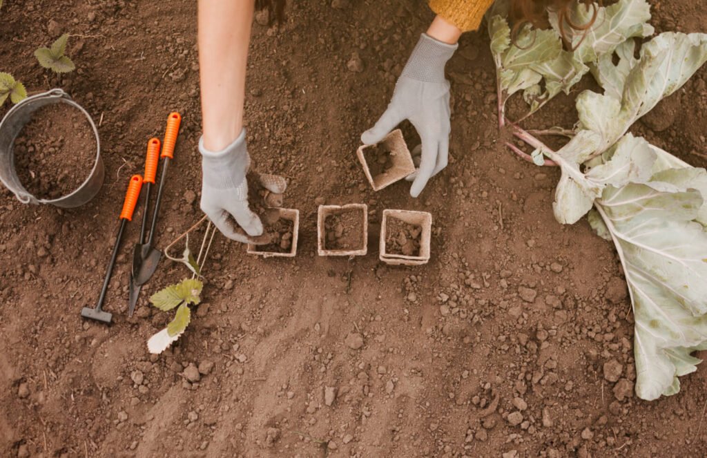 Persona con guantes colocando tierra en macetas biodegradables sobre suelo seco, junto a herramientas de jardinería y hojas de repollo, como parte del proceso de preparar la tierra para huerto. freepik